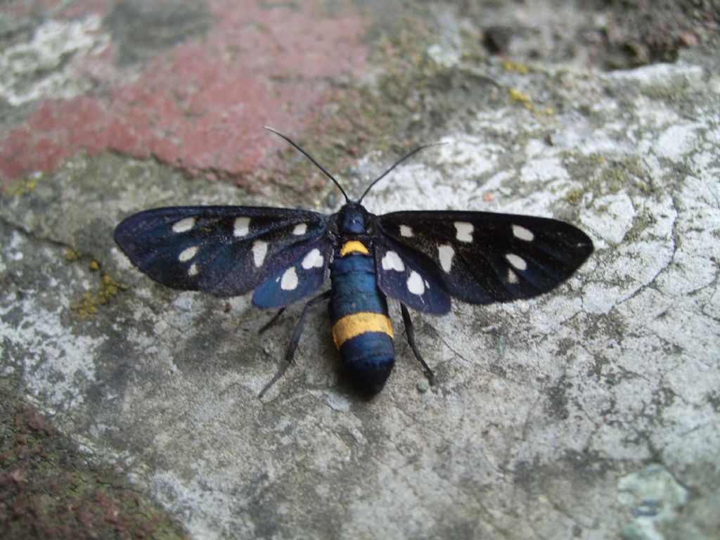 Farfalle (alcune da ID)